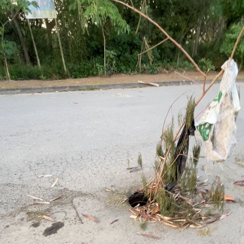 Imagem da publicação