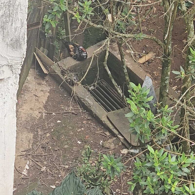 Imagem da publicação