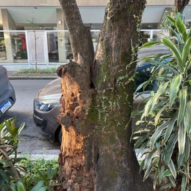 Imagem da publicação