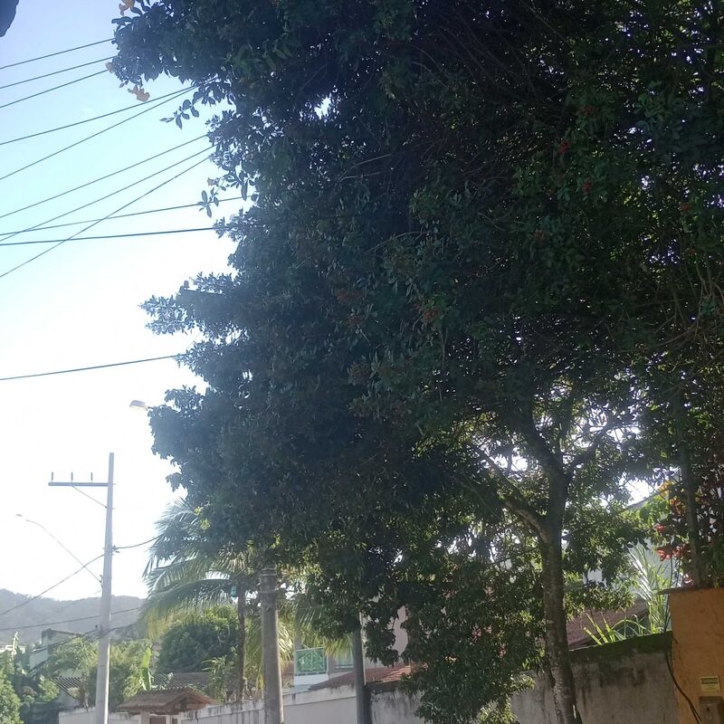Imagem da publicação