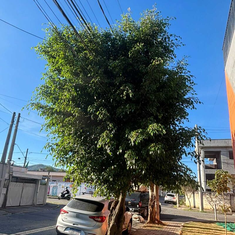 Imagem da publicação