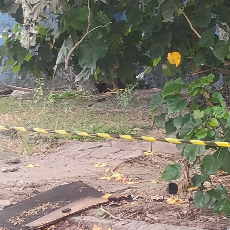 Imagem da publicação