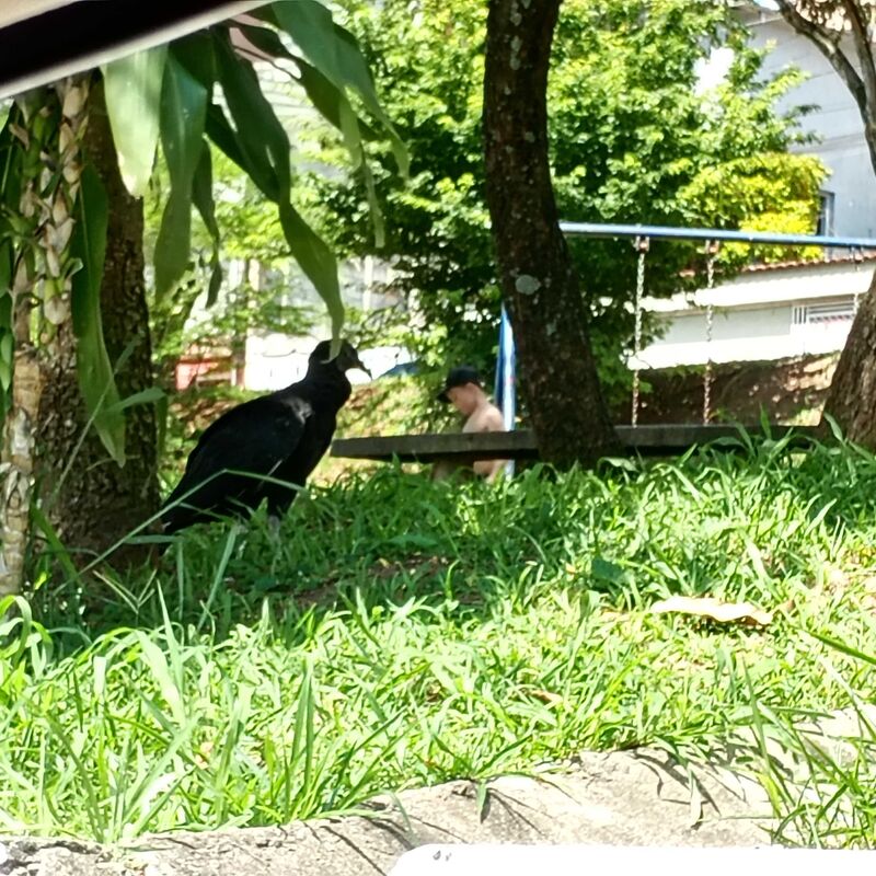 Imagem da publicação