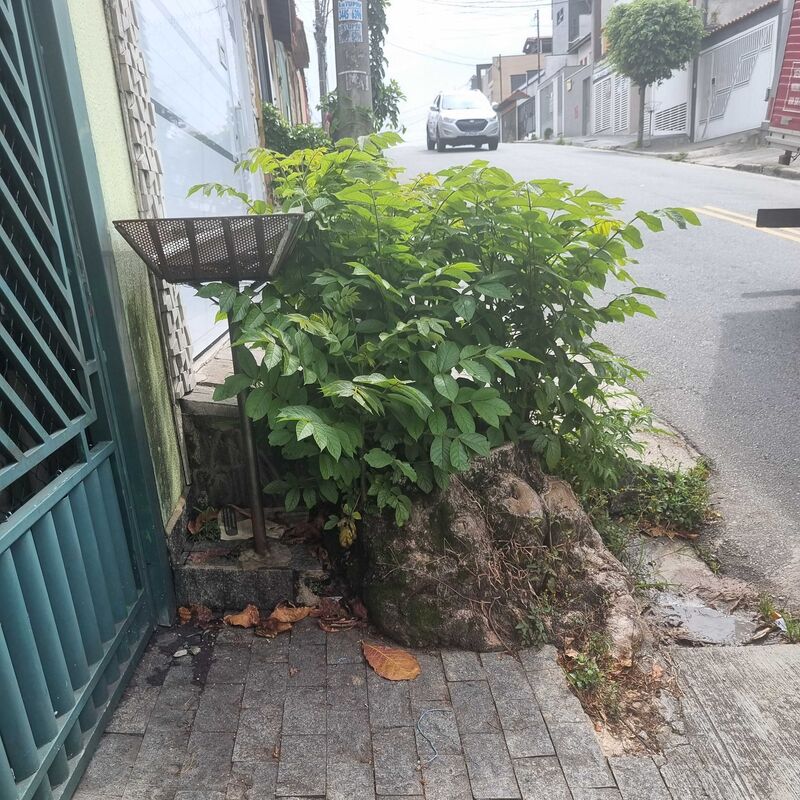 Imagem da publicação