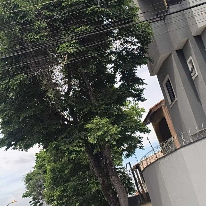 Imagem da publicação