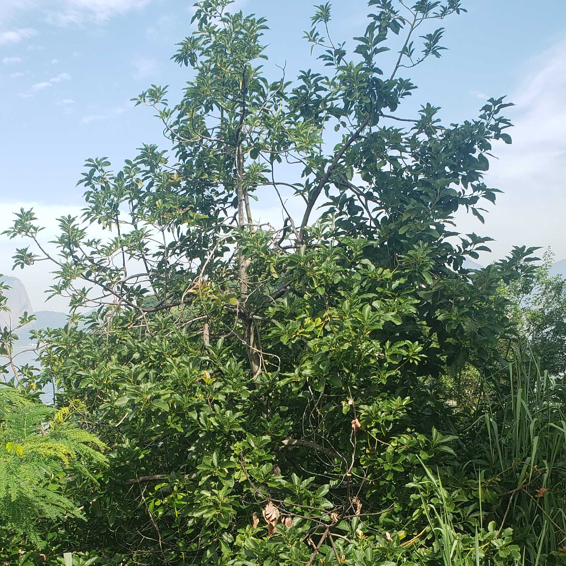 Imagem da publicação