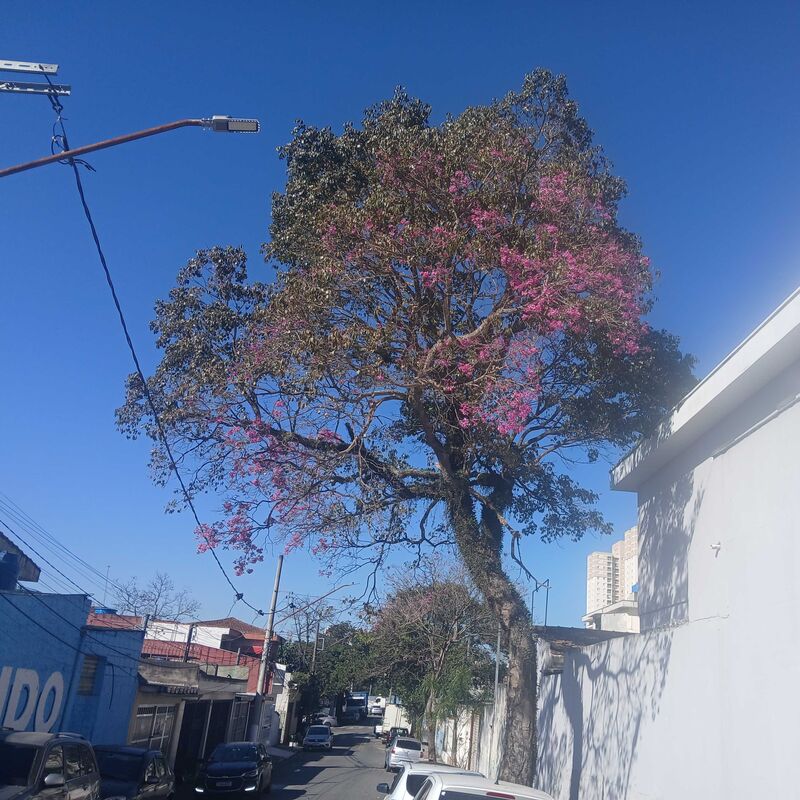 Imagem da publicação