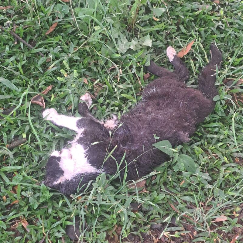 Imagem da publicação