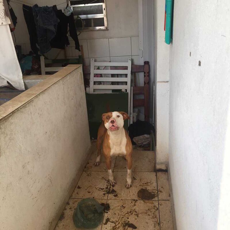 Imagem da publicação