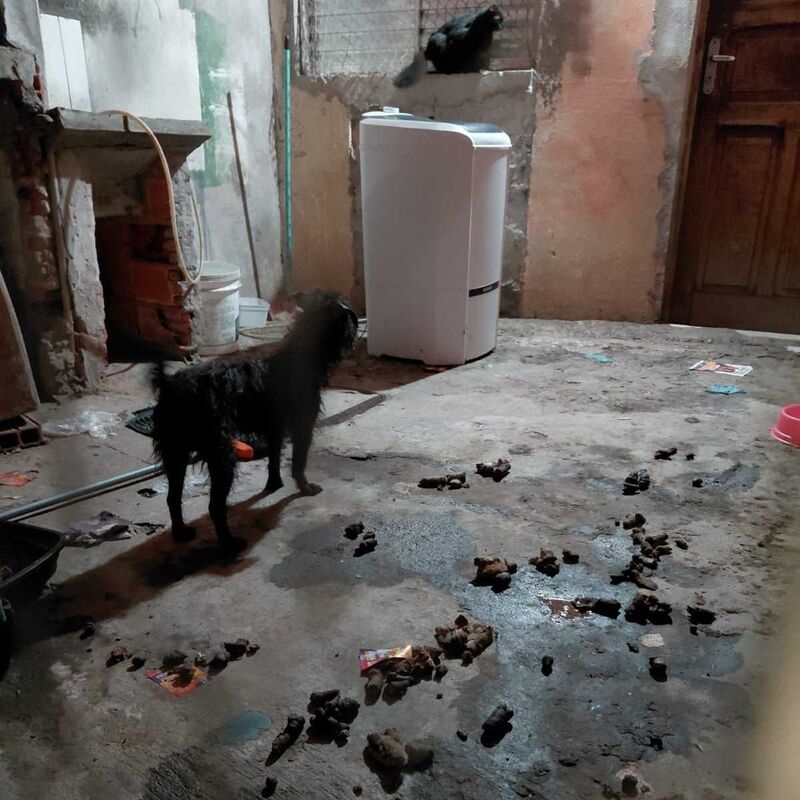 Imagem da publicação