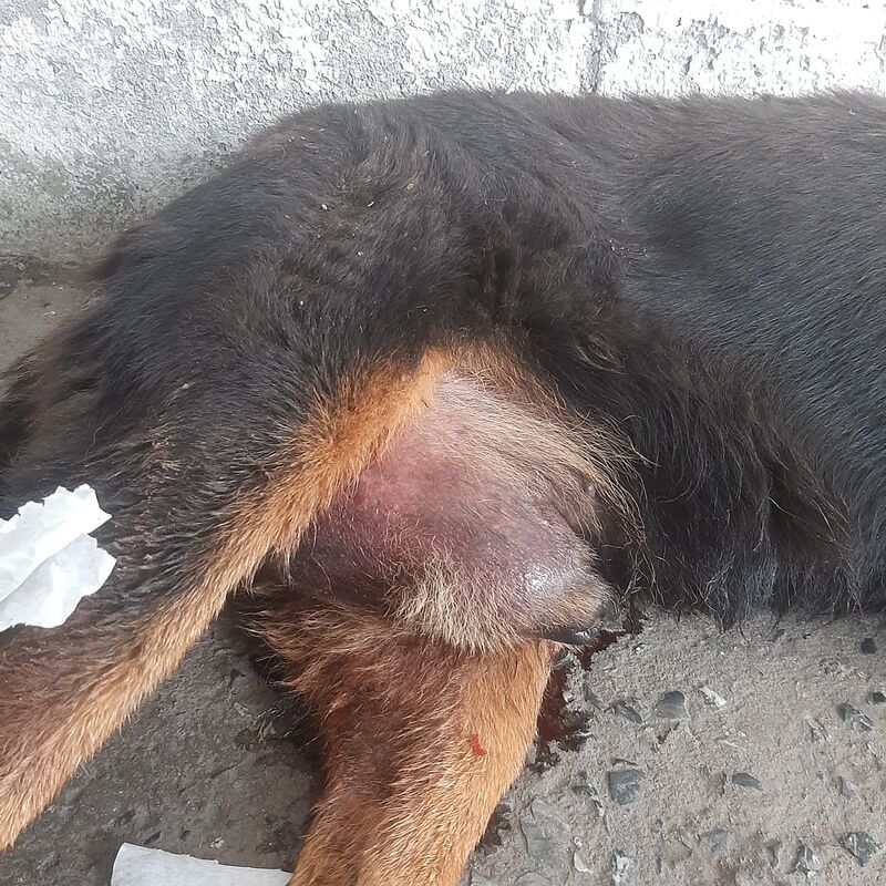 Imagem da publicação