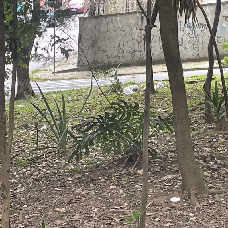 Imagem da publicação