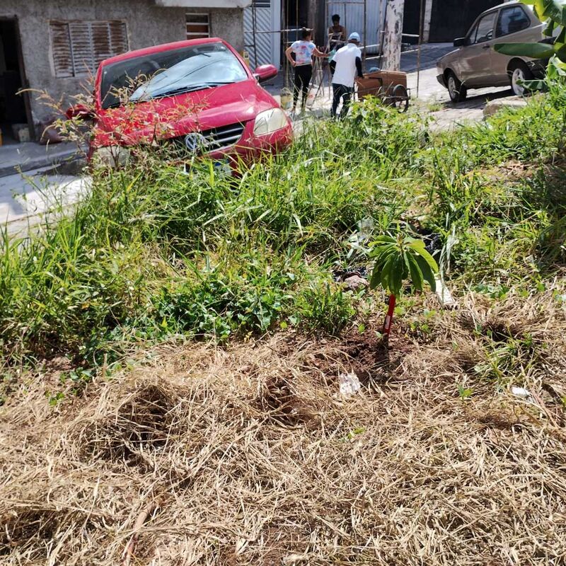 Imagem da publicação