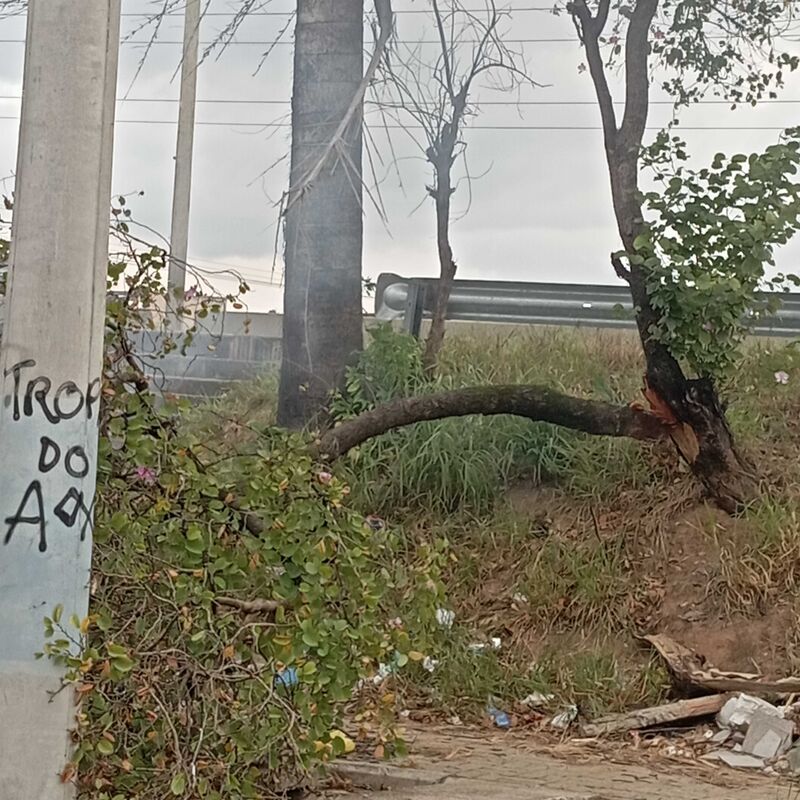 Imagem da publicação