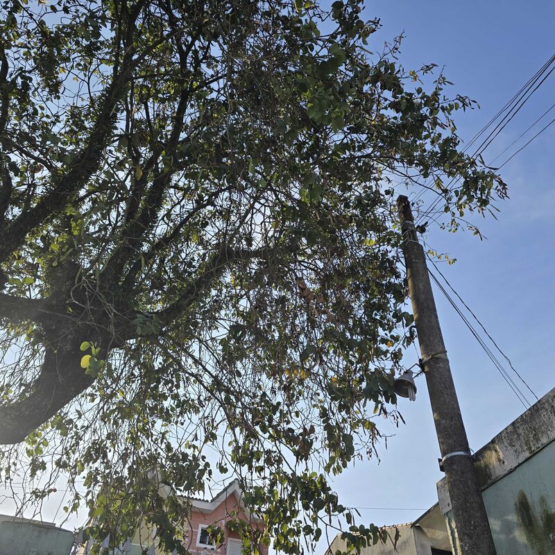 Imagem da publicação