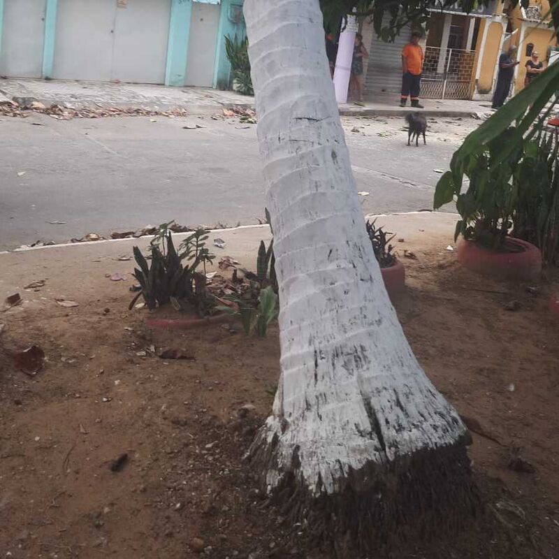 Imagem da publicação