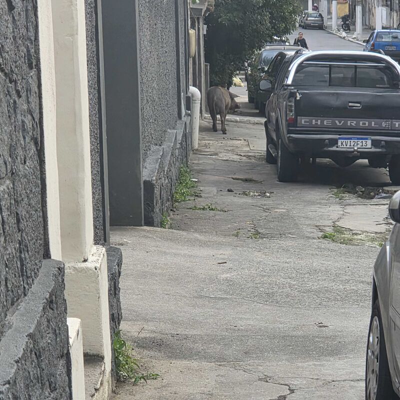 Imagem da publicação