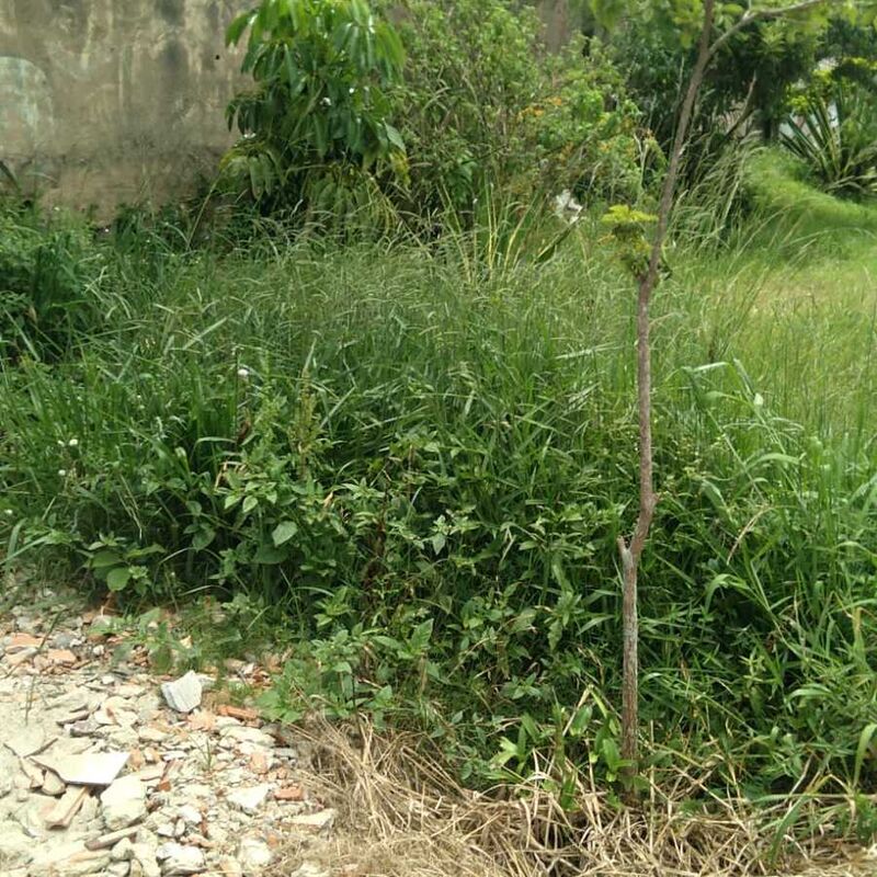 Imagem da publicação