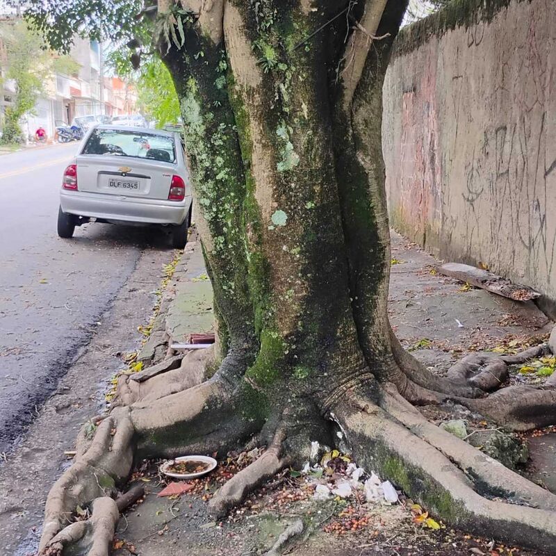 Imagem da publicação