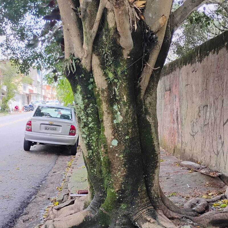 Imagem da publicação