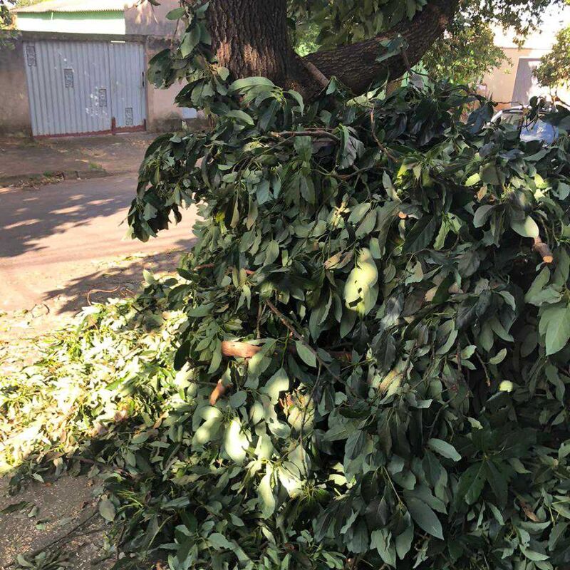 Imagem da publicação