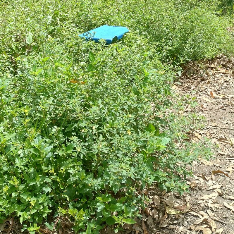 Imagem da publicação