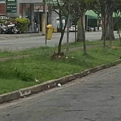 Imagem da publicação
