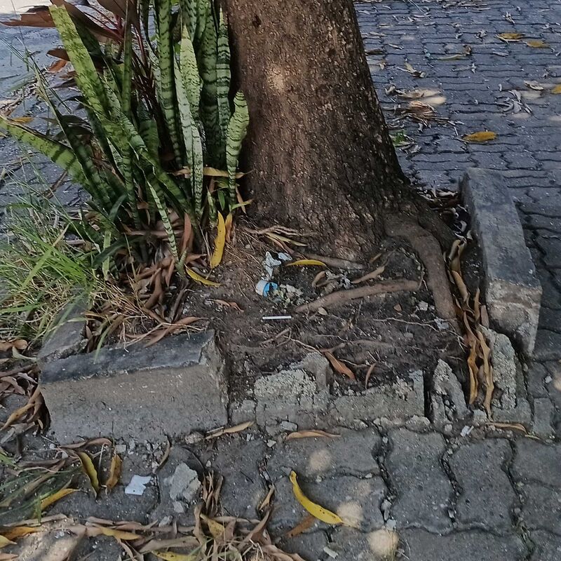 Imagem da publicação
