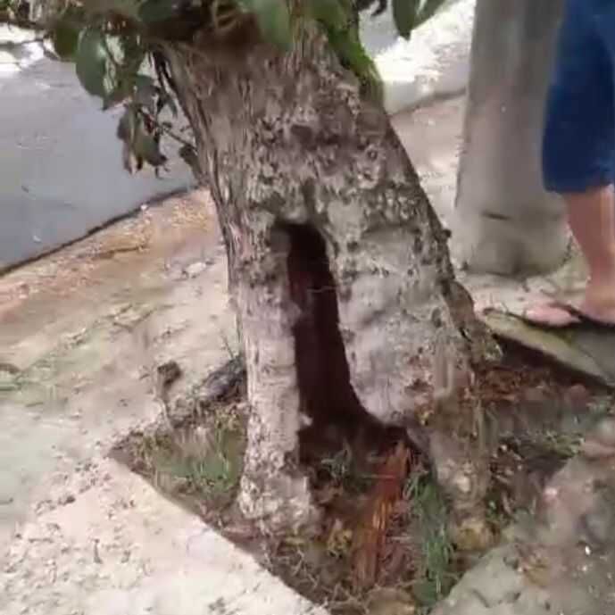 Imagem da publicação