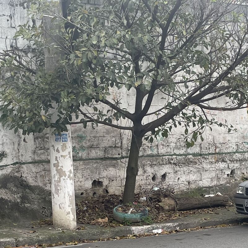 Imagem da publicação