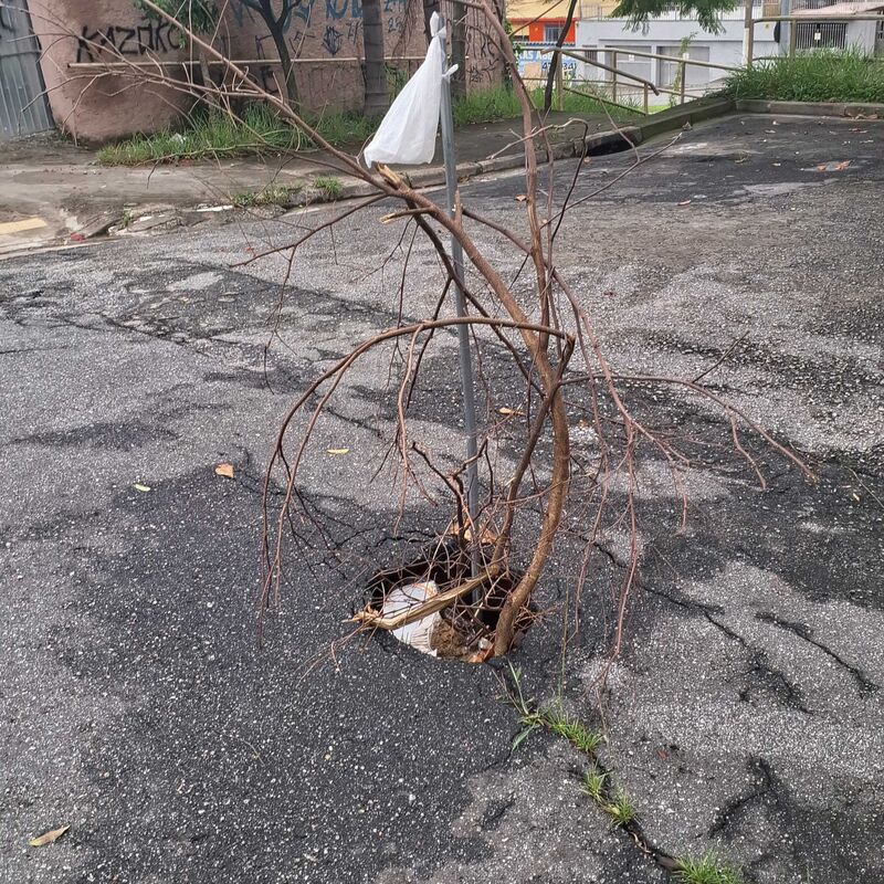 Imagem da publicação