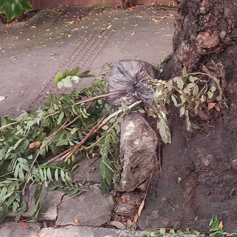 Imagem da publicação