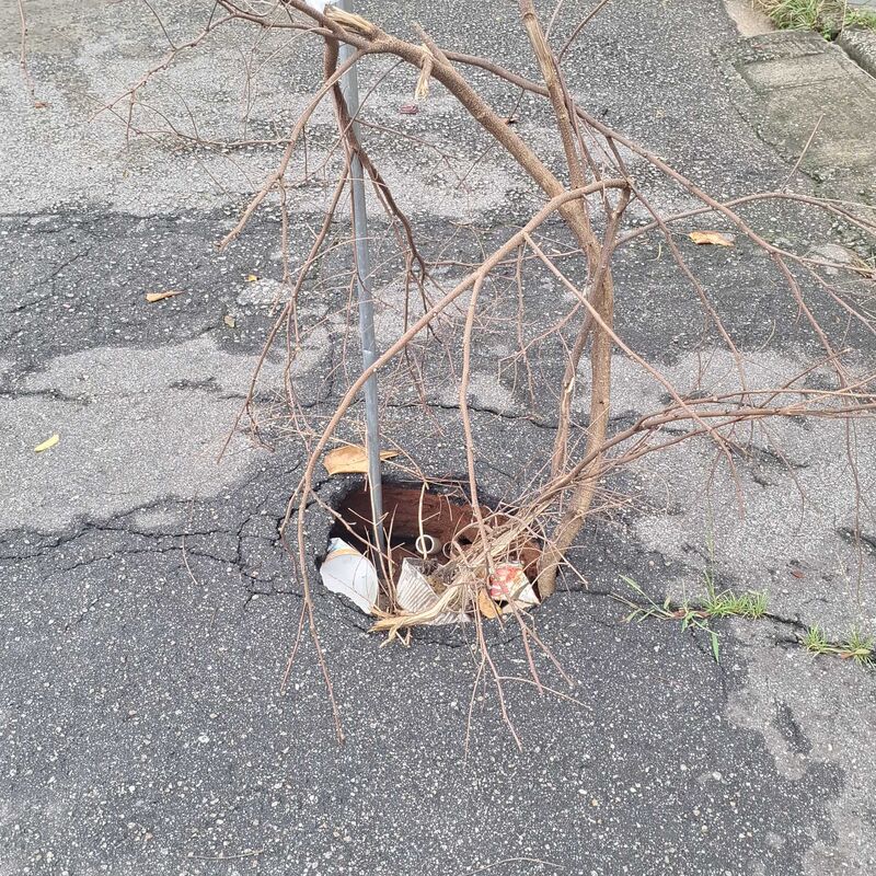 Imagem da publicação