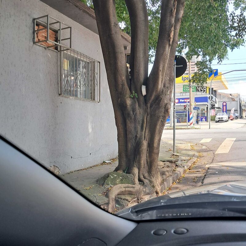 Imagem da publicação