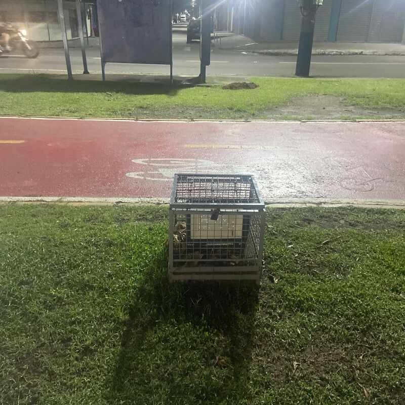 Imagem da publicação