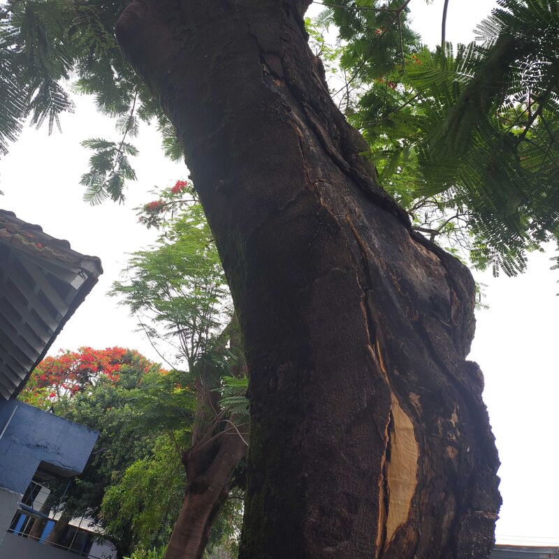 Imagem da publicação