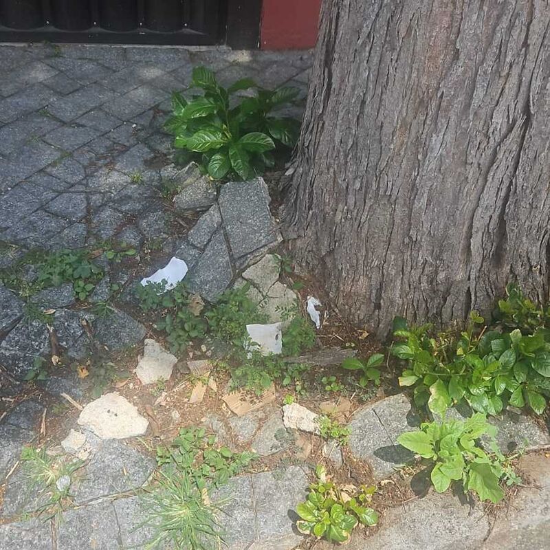 Imagem da publicação