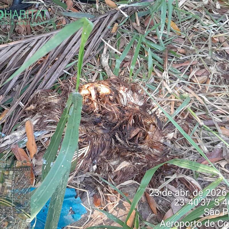 Imagem da publicação