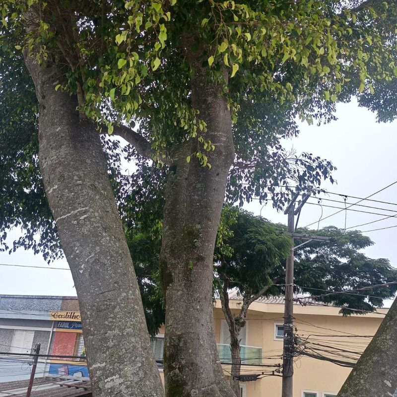 Imagem da publicação
