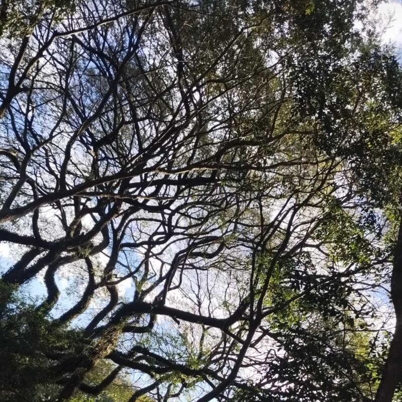 Imagem da publicação
