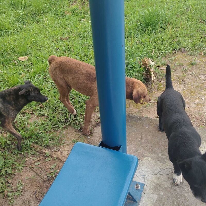 Imagem da publicação