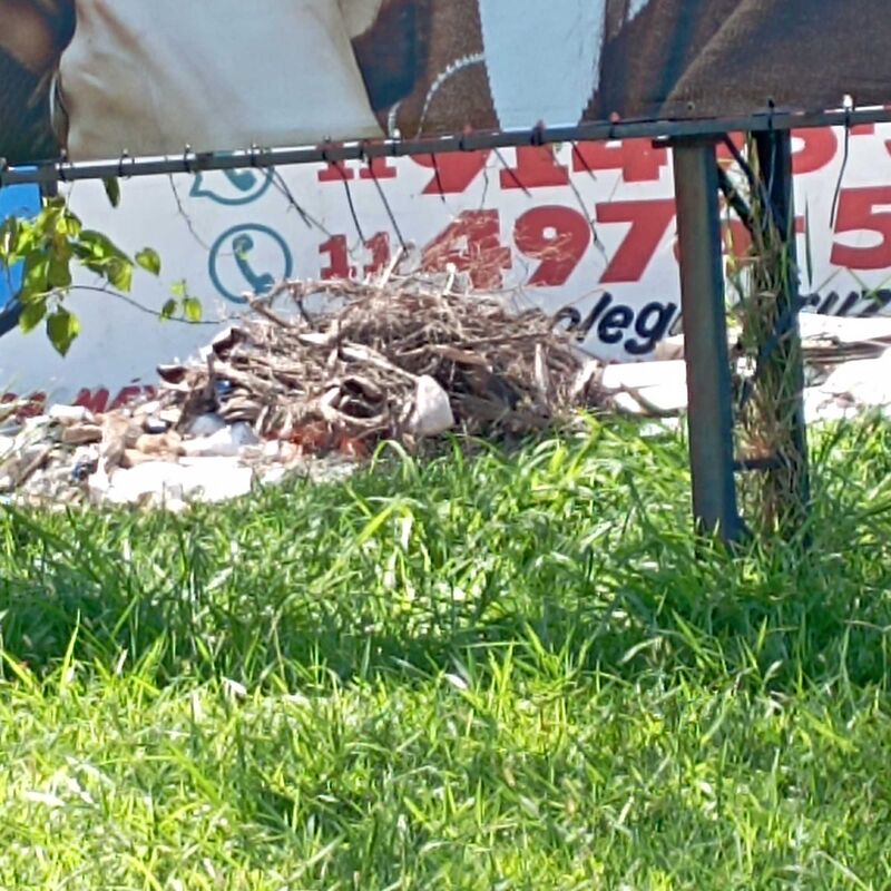 Imagem da publicação