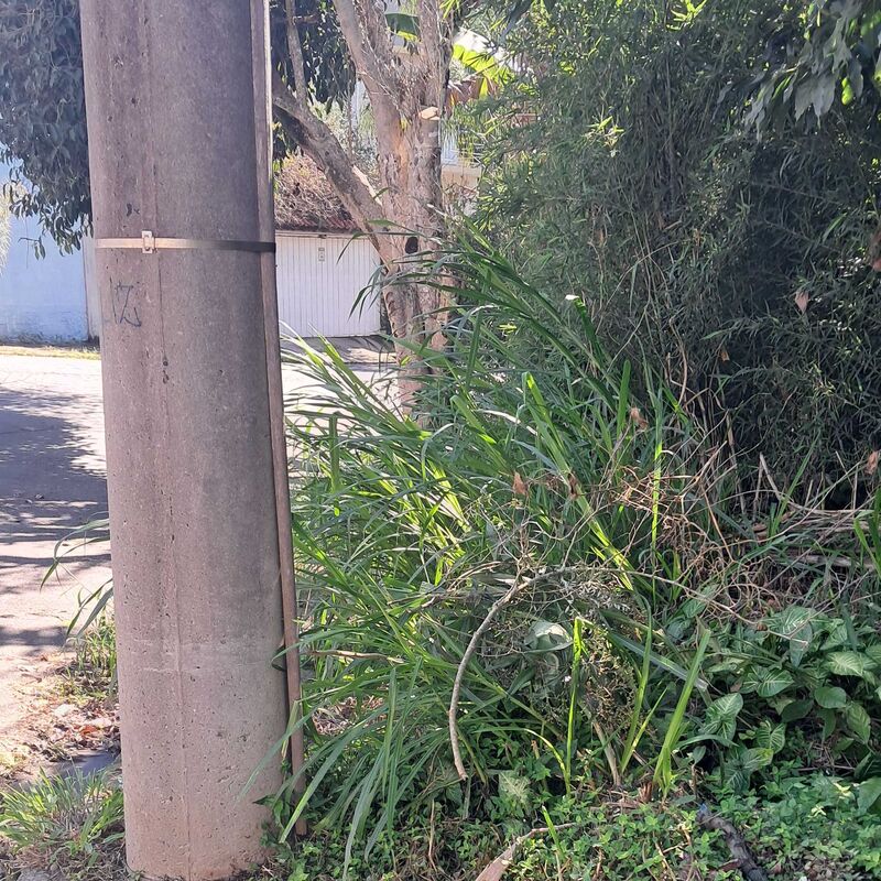 Imagem da publicação