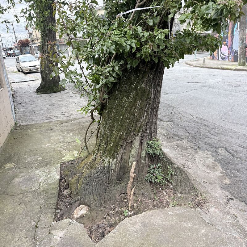 Imagem da publicação