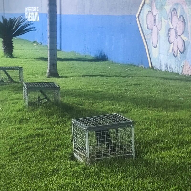 Imagem da publicação