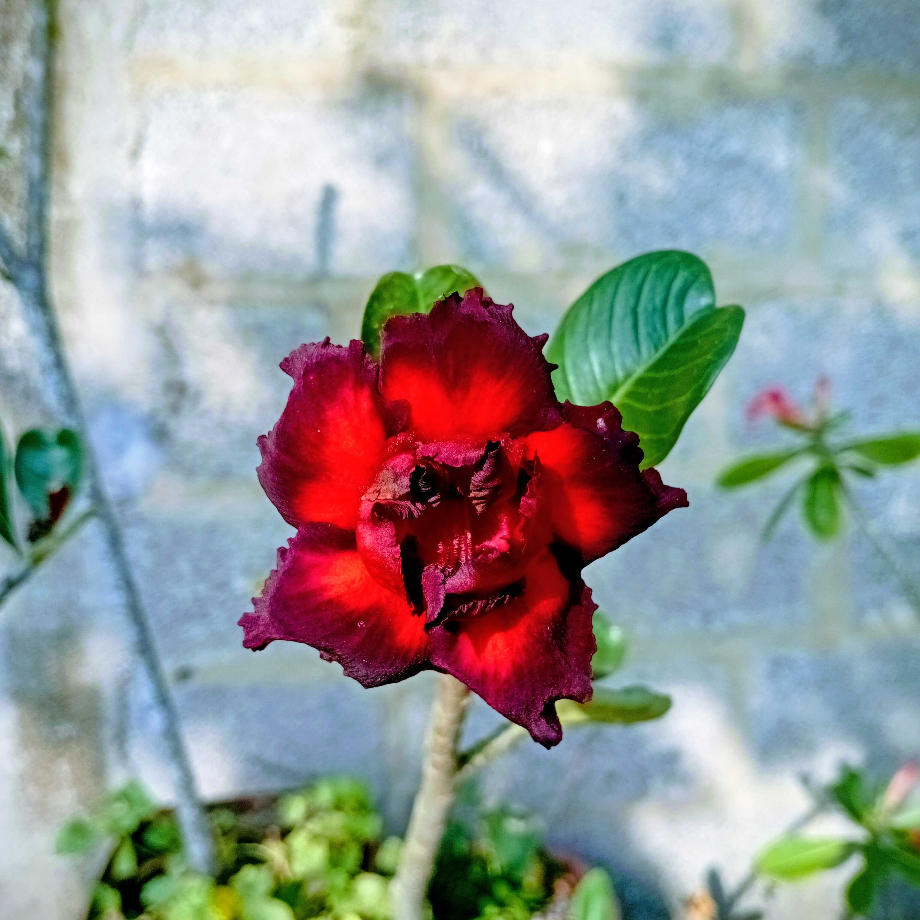 Eliane Rodrigues pinto