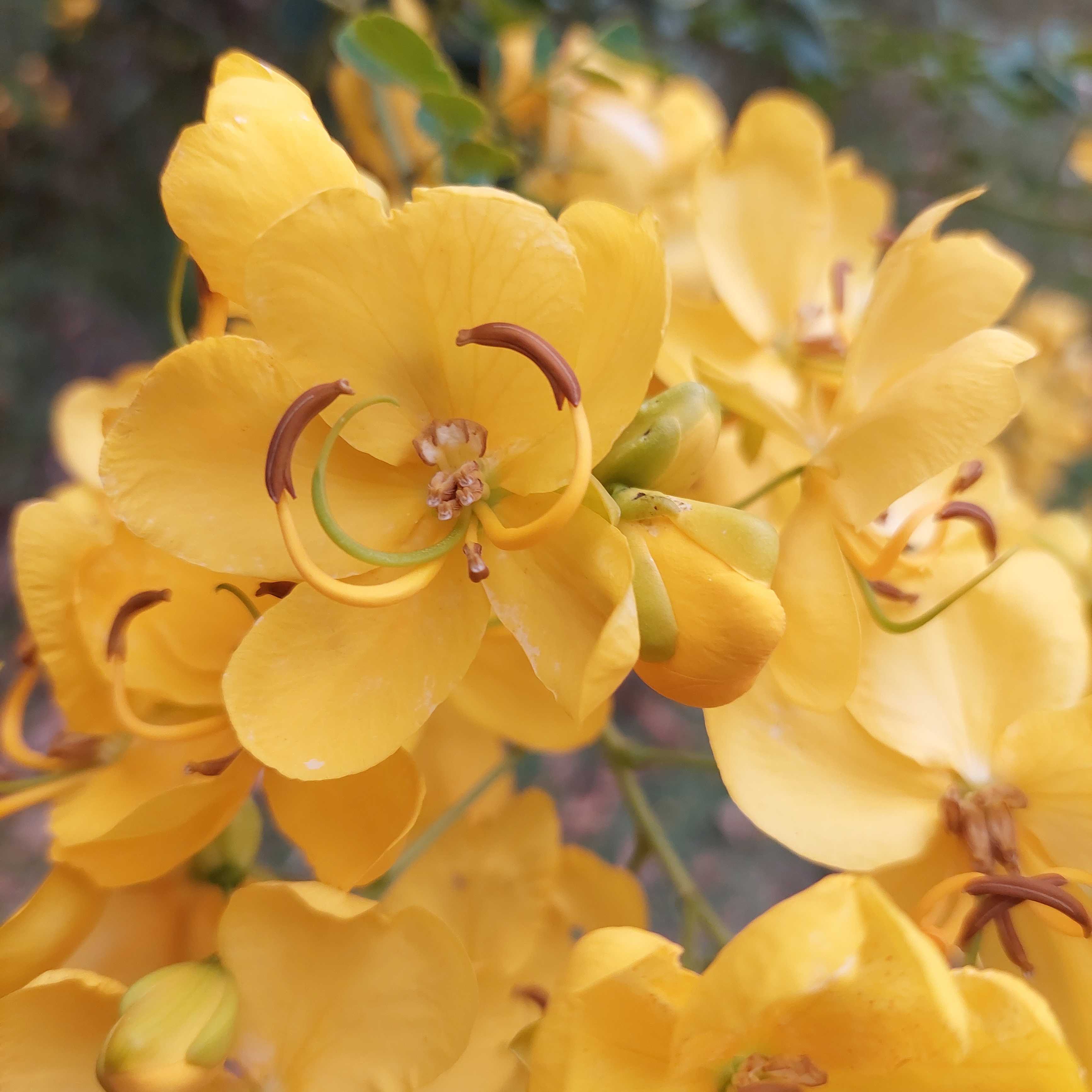 Eny Hertz Bittencourt