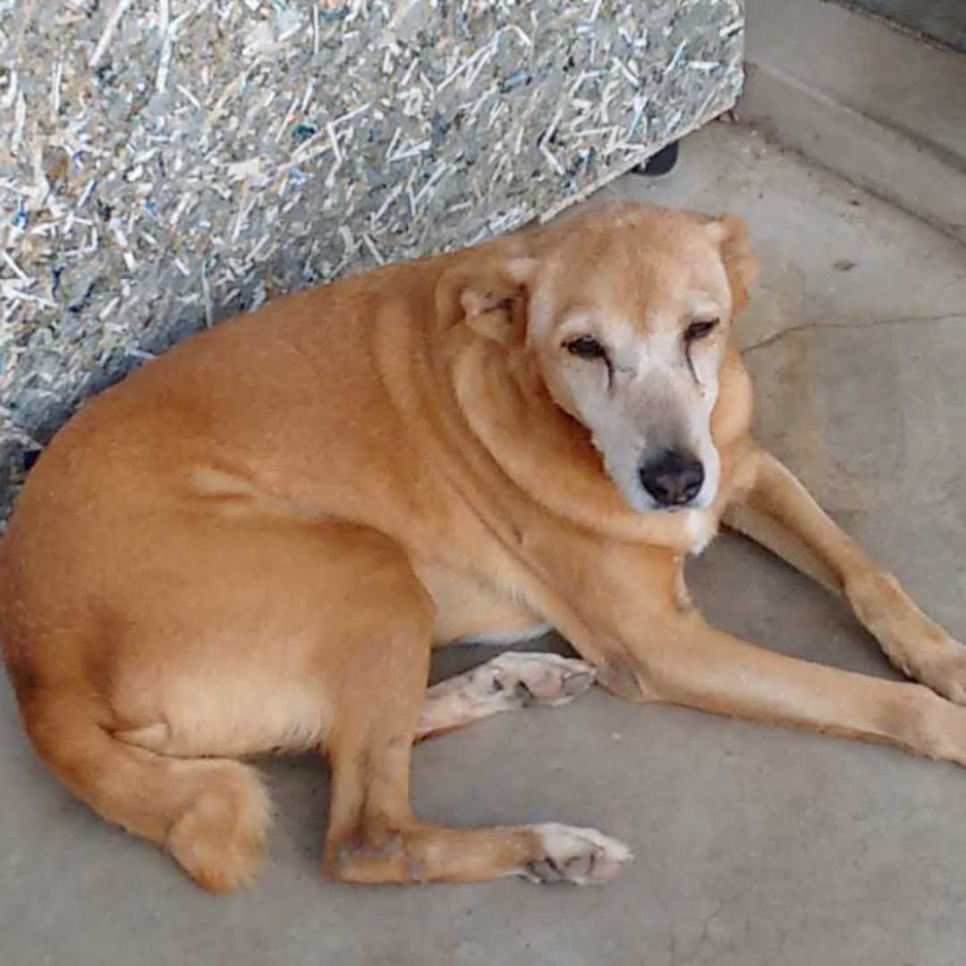 ANDREIA APARECIDA DA SILVA