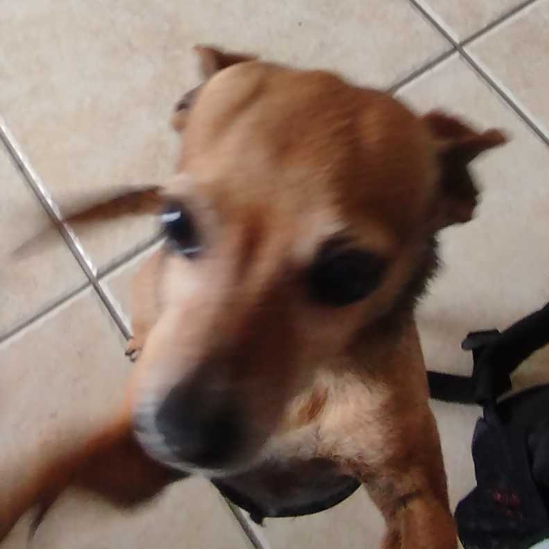 Gleise Fernandes de O. do Camara