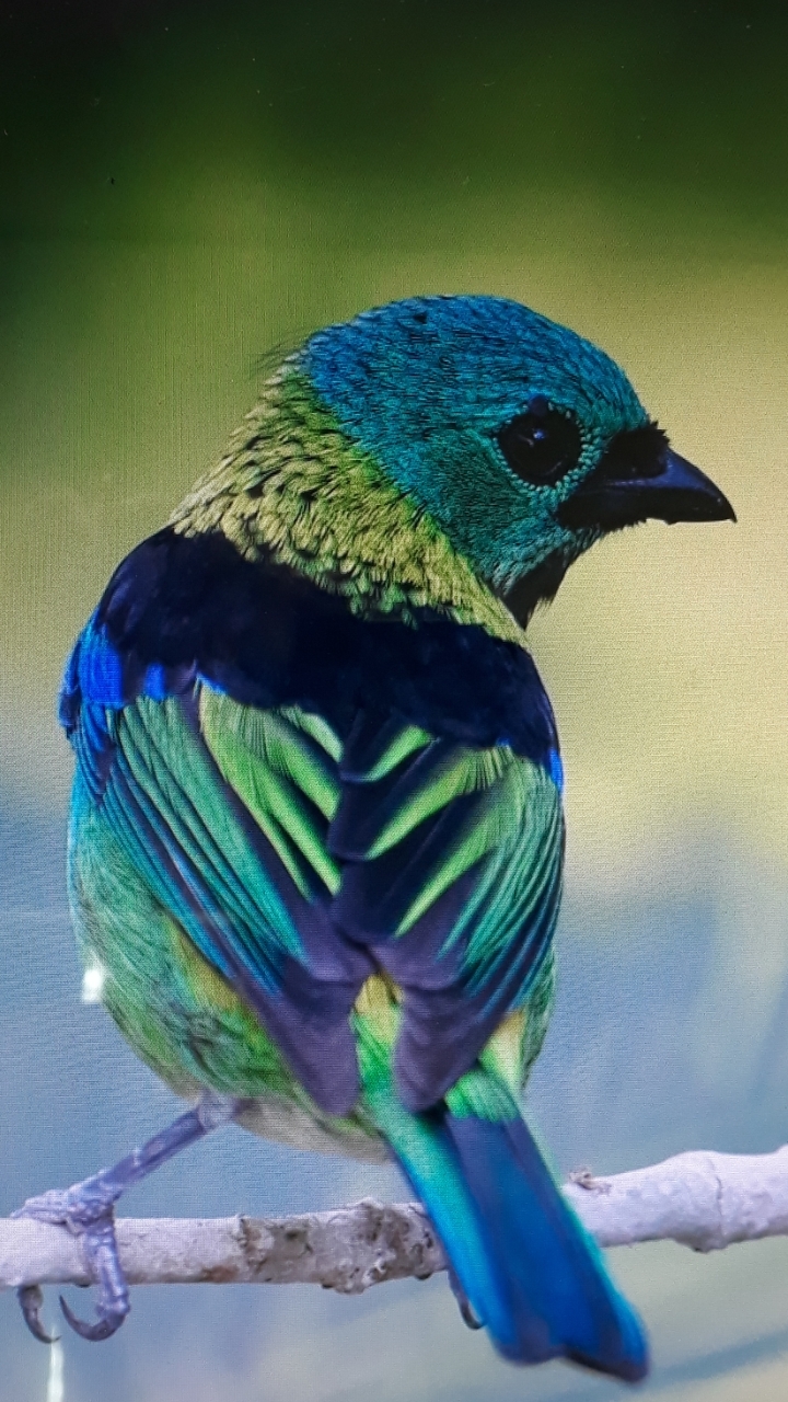 Zenildo Petrelli Nunes